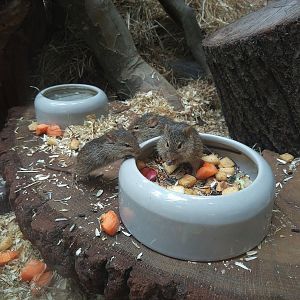 Neumann's Grass Mouse