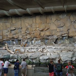 Tiger Indoor Enclosure