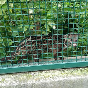 Malaysian Civet