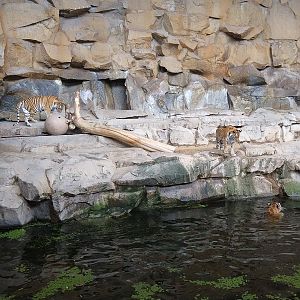 Indoor Tiger Enclosure