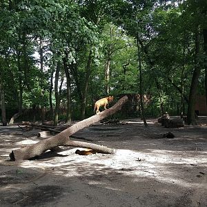 Dhole Enclosure