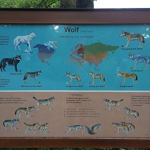 Wolf Signage