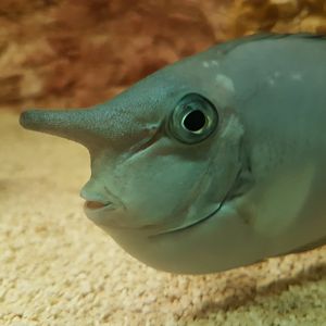 Bluespine unicornfish - Naso unicornis