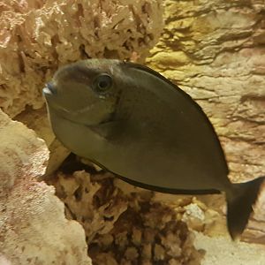 Bignose unicornfish - Naso vlamingii