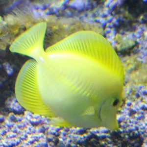 Yellow tang - Zebrasoma flavescens