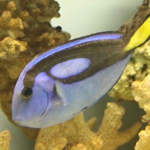 Palette tang - Paracanthurus hepatus