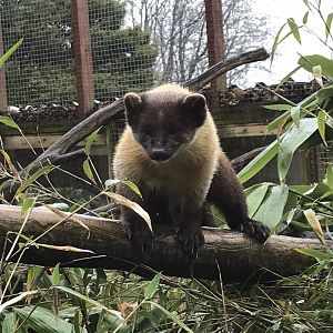 Northern yellow-throated marten 150418