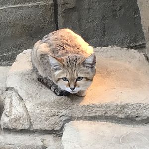 Sand cat 150418