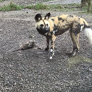 African hunting dog 150418