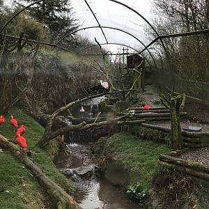 Scarlet ibis and Roseate spoonbill aviary 150418