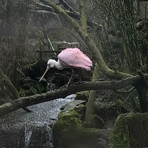Roseate spoonbill 150418