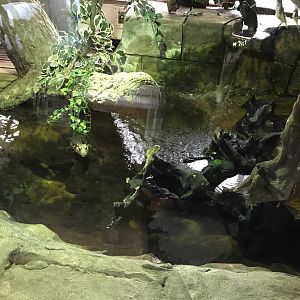 Cuvier's dwarf caiman exhibit 150418