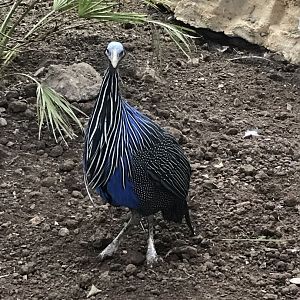 Vulturine guineafowl 150418