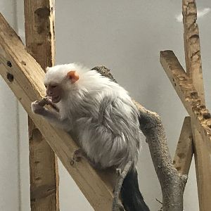 Silvery marmoset 150418