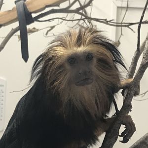 Golden-headed lion tamarin 150418