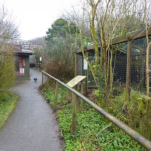 Aviaries 150418