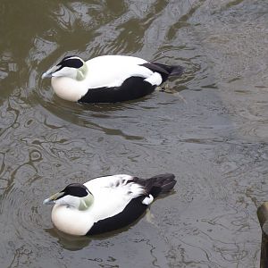 Common eiders 150418