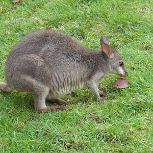 Dusky pademelon 150418