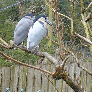 Boat-billed herons 150418