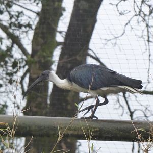 Straw-necked ibis 150418