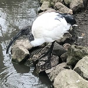Sacred ibis 280418