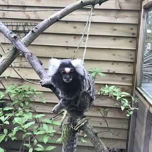 Common marmoset 280418