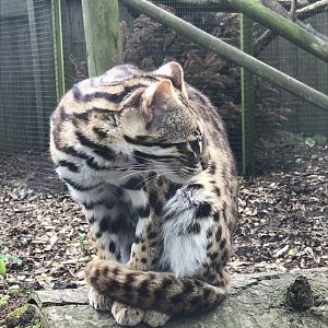 Indochinese leopard cat 280418