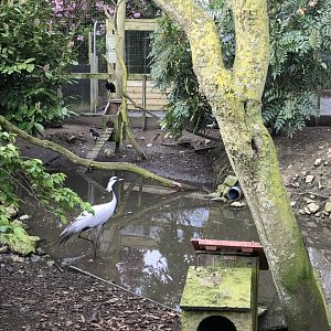 Aviary view including Demoiselle crane 280418
