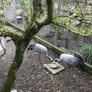 Common cranes 280418