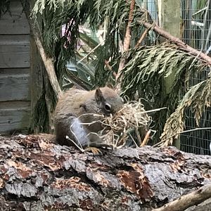 American red squirrel 280418