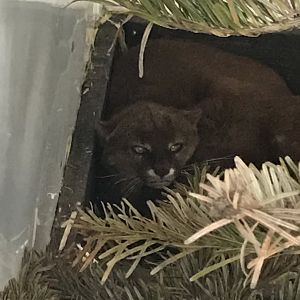 Jaguarundis 280418