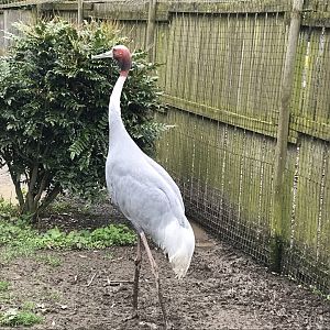 Sarus crane 280418
