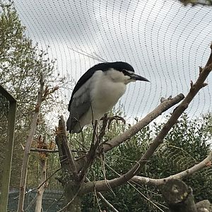 Black-crowned night heron 280418