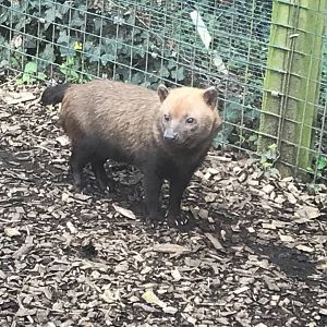 Bush dog 280418
