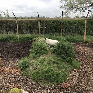 Arctic fox enclosure 280418