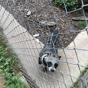 African civet 280418