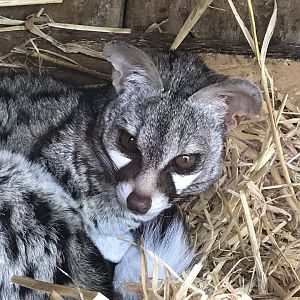 European genet 280418
