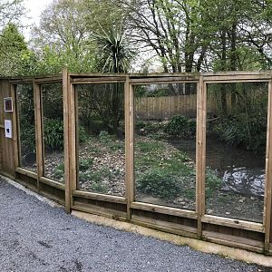 Asian small-clawed otter enclosure 280418