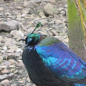 Himalayan monal 280418