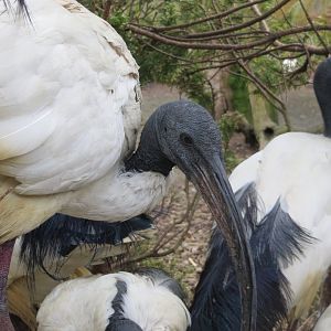 Sacred ibises 280418