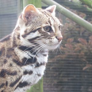 Indochinese leopard cat 280418