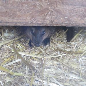 Common cusimanse 280418