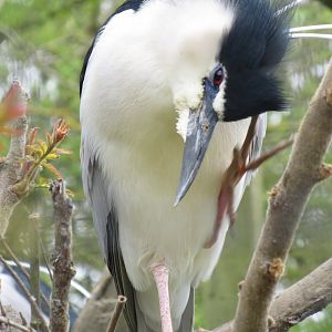 Black-crowned night heron 280418