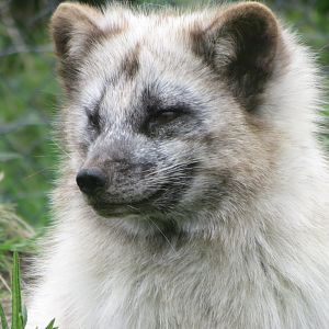 Arctic fox 280418