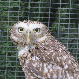 Burrowing owl 280418