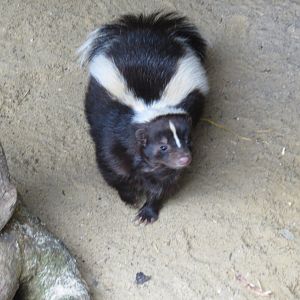 Striped skunk 280418