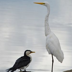Great egret + Little pied cormorant