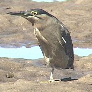 Striated heron