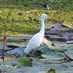 Intermediate egret