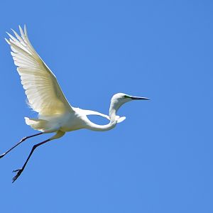 Little egret